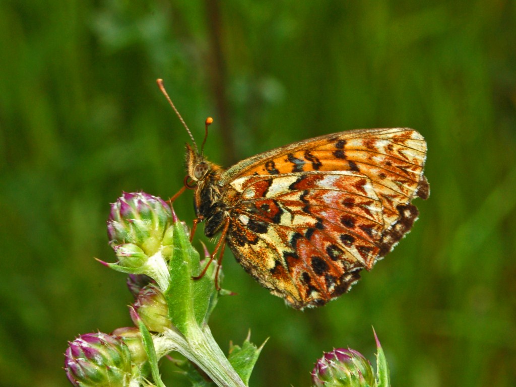 Boloria (Clossiana) titania?